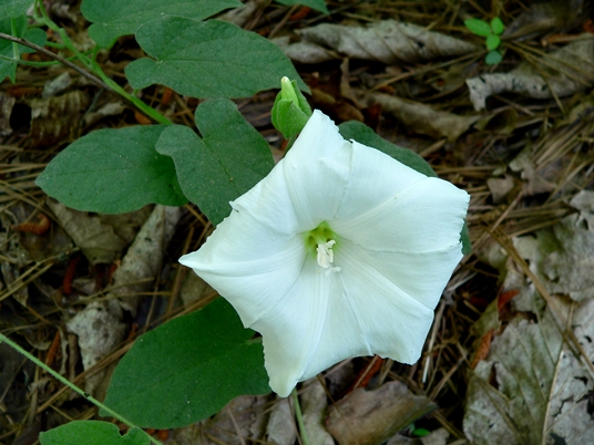 {Calystegia catesbeiana}